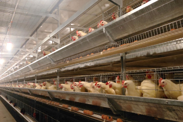 Оборудование для содержания промышленной несушки