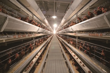 Оборудование для родительского стада