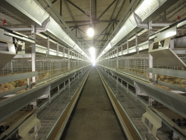 Оборудование для откорма бройлеров