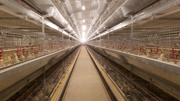 Оборудование для выращивания ремонтного молодняка