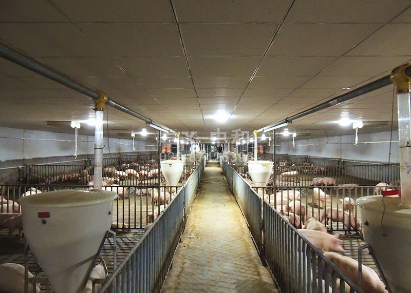 Групповое содержание